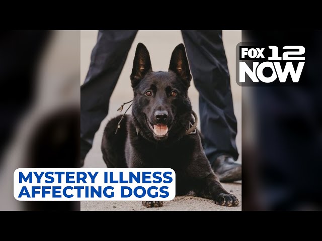 LIVE: Veterinarian on mystery illness affecting dogs