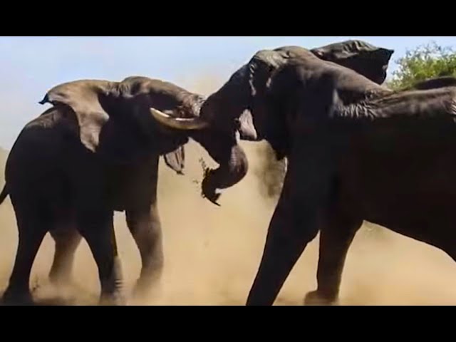 Elephant Fight Video!