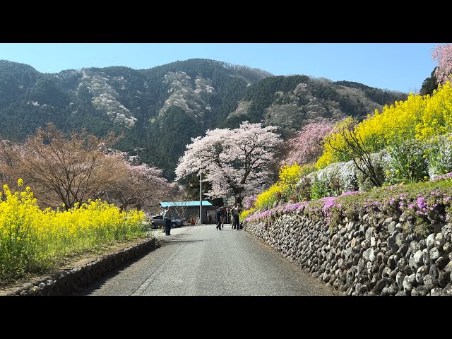 [ Driving Japan ] I will go to a beautiful rural town in Tokyo. 2023/Apr/01 Sat 6:38 am. 奥多摩