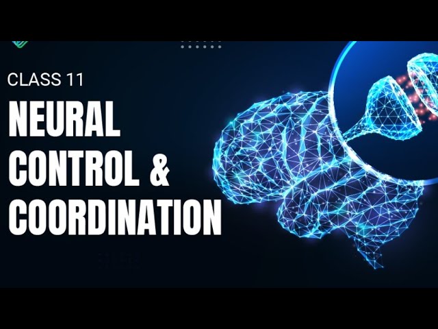 neural control and coordination  part 1