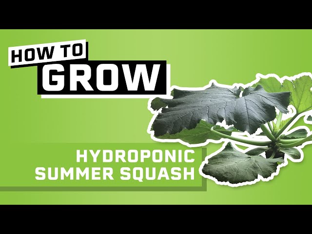 How to Grow Squash Hydroponically in Dutch Buckets