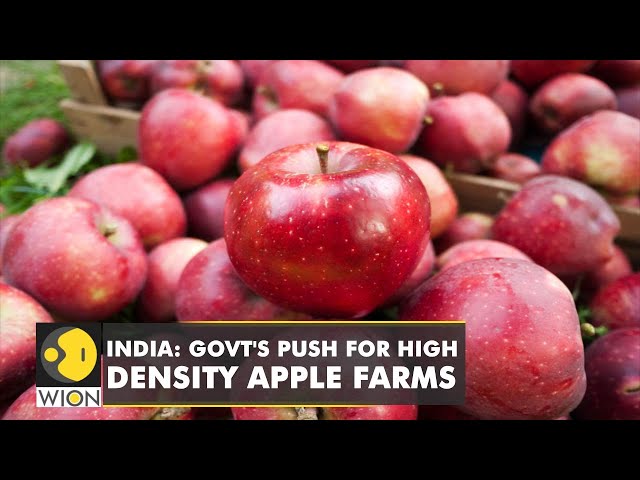 India: Government introduces scientific ways for apple farming | Latest World English News | WION