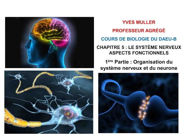 Chapitre 5 - 1ère Partie : Organisation du système nerveux et du neurone - Cours de Biologie