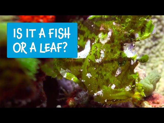 Great Barrier Reef - Meet the locals with Divers Den [Leaf Scorpionfish]