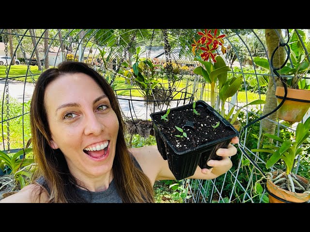 September Vegetables: What to plant in your Florida Vegetable Garden month by month