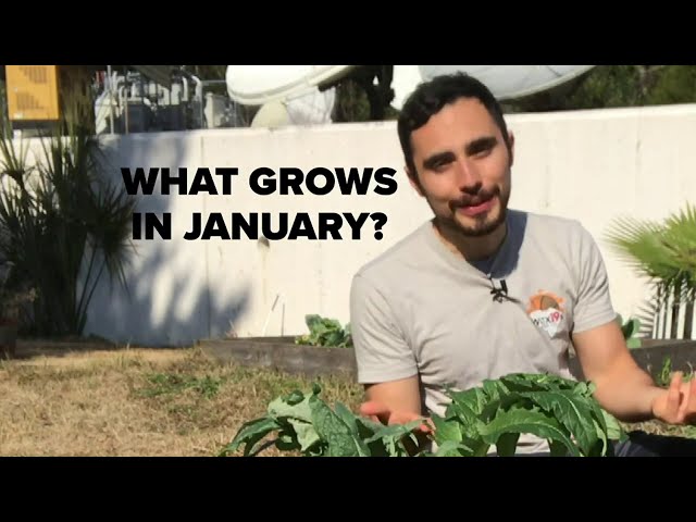 Gardening in South Carolina in January