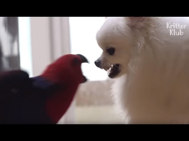 Parrot The Legit Angry Bird In Real Life VS Silly Doggo..The Winner Is? | Kritter Klub