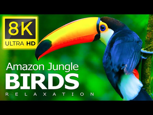 8K Birds World - Amazon Rainforest Birds and Relaxing Piano Music in the Deep Jungle in 8K ULTRA HD