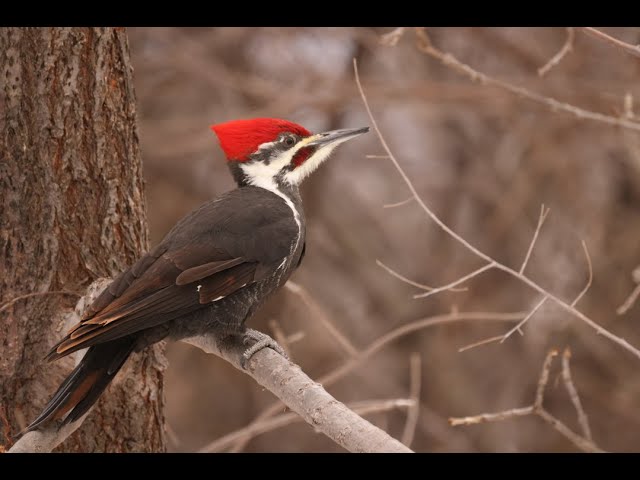 January Birding in Minnesota