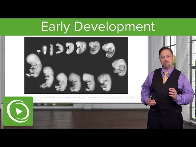Embryology: Introduction & Early Stages | Lecturio