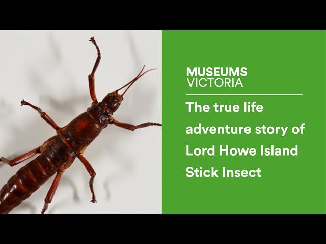 Museum Lecture: The true life adventure story of Lord Howe Island Stick Insect