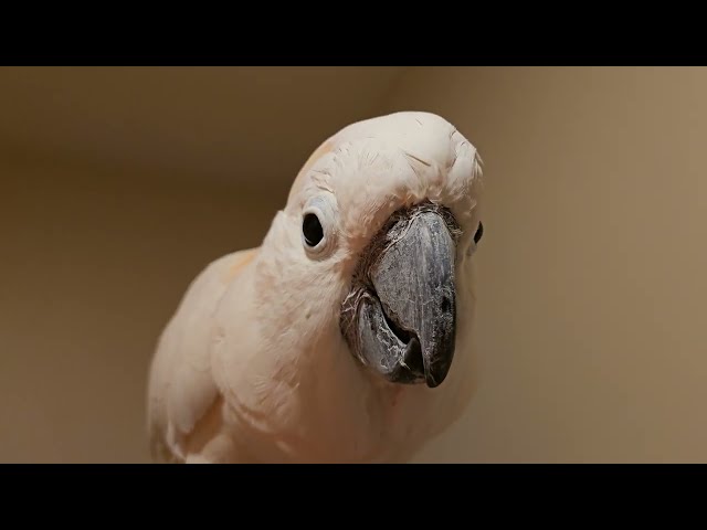 Cockatoo Shower Conversation About His Babysitters