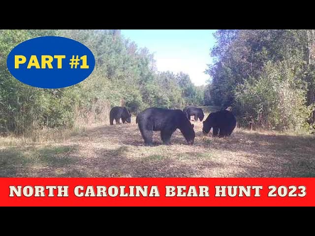 Great Dismal Swamp bear hunting with Doug Temple