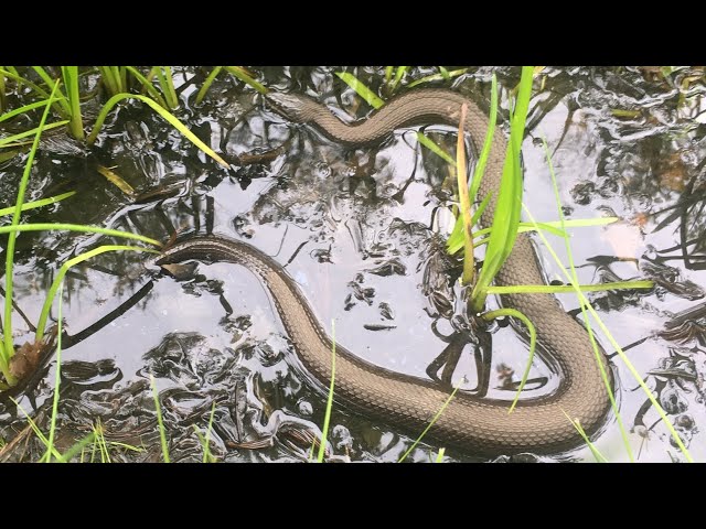 Snake Girl scares large black snakes into water and burrow