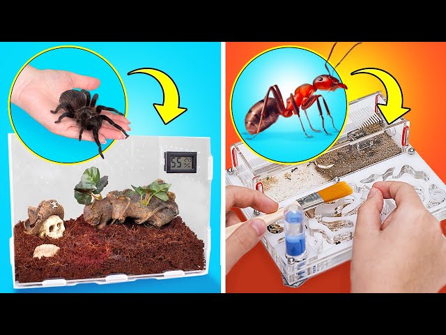 How to Build Perfect Ant Farm And Spider Terrarium At Home