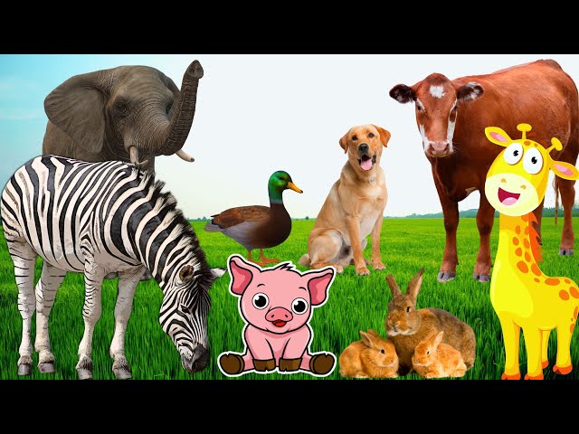 Beautiful animal life - Horse, cow, dog, duck, elephant - Animal moments