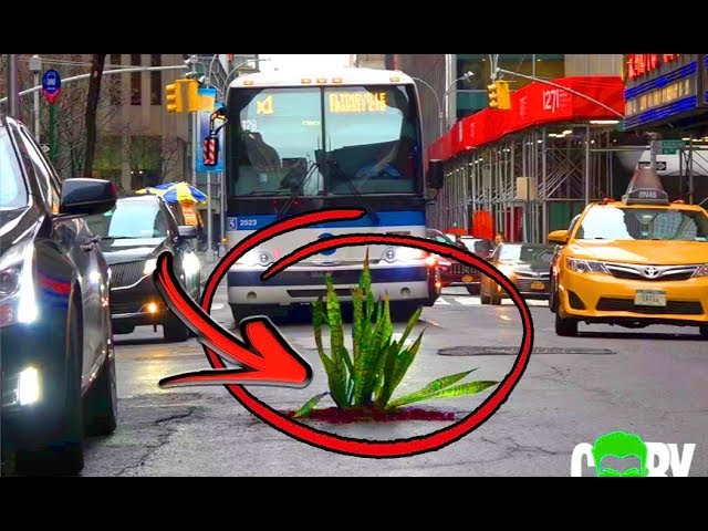 Planting Trees In The Streets Of NYC! (Social Experiment)