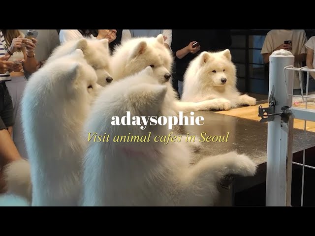 Cute Samoyed Cafe 💕 3 Best Animal Cafes in Korea, Seoul