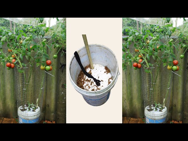 Grow Tomatoes In Homemade Semi-Hydroponic Paint Buckets