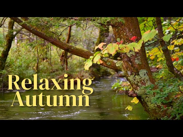 Soothing Music for Deep Focus, Relaxing, Study, & Sleep. Autumn colors, Calm Water Sounds.