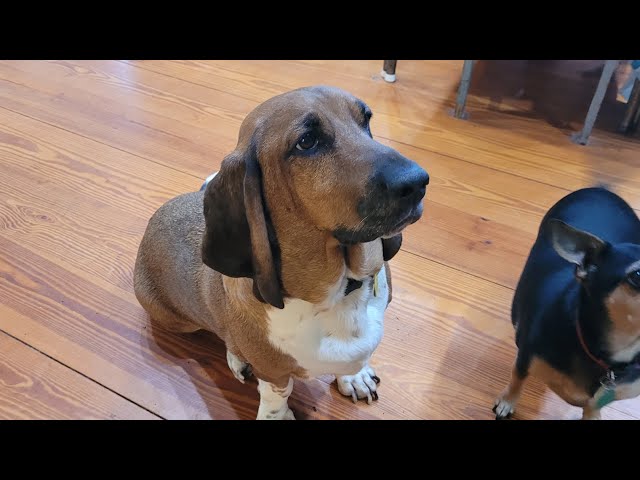 Free Hound dog pattern For wood carving￼