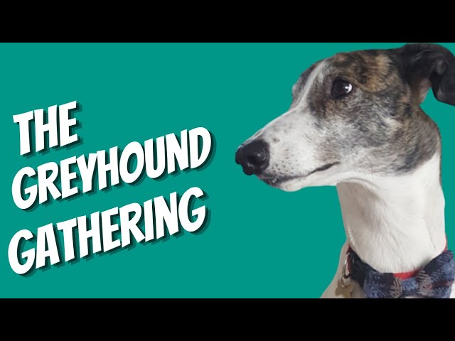 Greyhound adoption - Magnus at the Scottish Greyhound Gathering 2017
