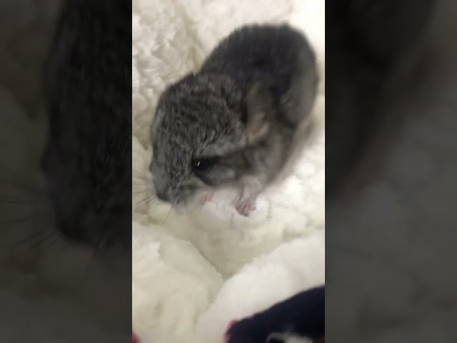 Cute baby chinchilla ( 5 days old).