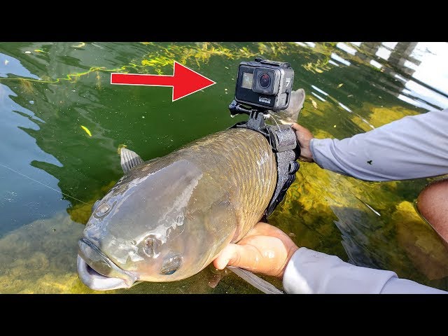 I Strapped a GoPro on a Fish
