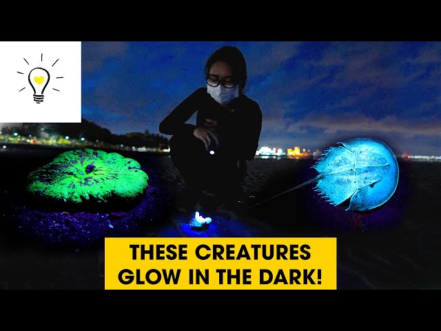 Glowing animals on Singapore's shores | Marine Treasure hunt