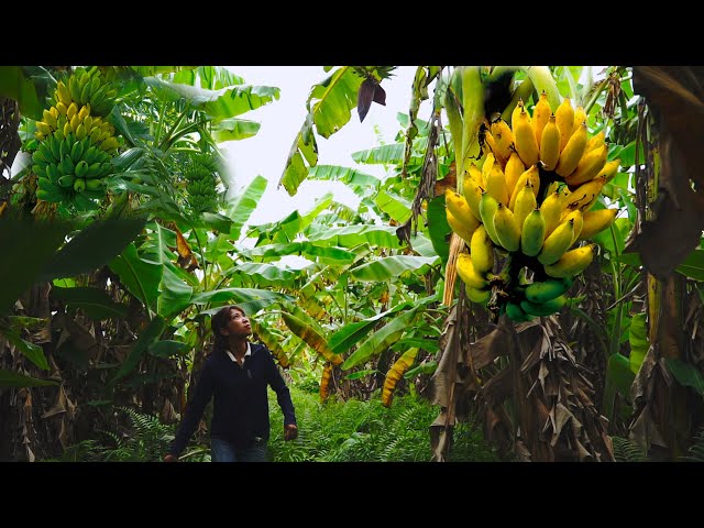 Harvesting Banana Fruit, banana flower Garden Goes to the market sell
