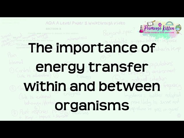 The importance of energy transfer within and between organisms | AQA A-Level Biology, Paper 3 Essay