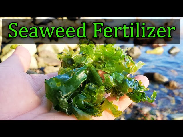 Seaweed Fertilizer - 4 Easy Ways To Amend Your Garden With Seaweed