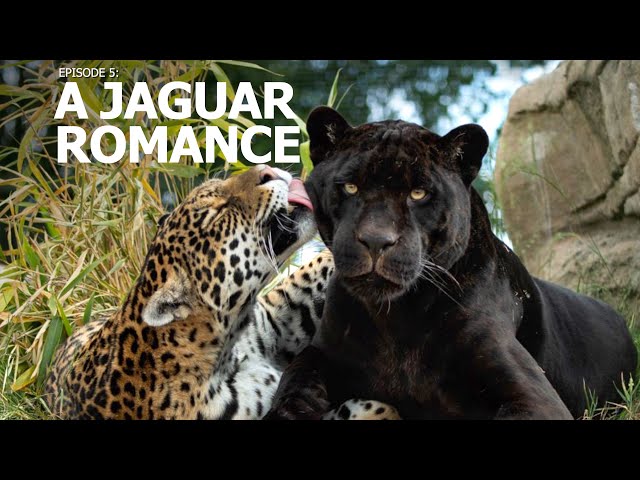 A Perfect Day | Ep 5: "A Jaguar Romance"