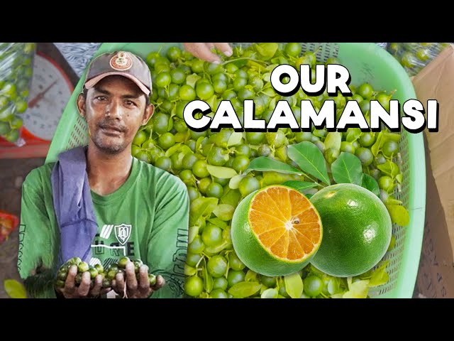 Why is the Filipino Calamansi Being Left Behind?