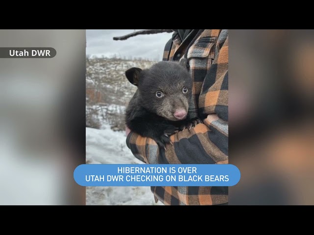 ARC: Biologists checking on Utah's healthy bear population, visiting dens across the state