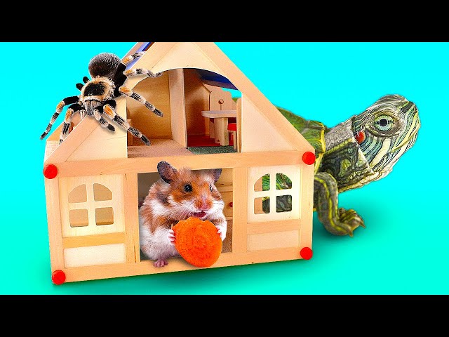 Amazing DIY Homes for Turtle, Hamster or Spider