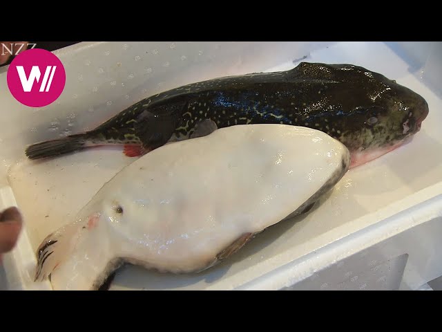 Fugu - so wird der giftige Kugelfisch zubereitet