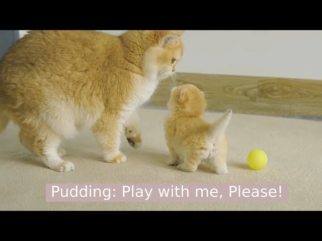 Cute Kitten Pudding wants to be friends with Step Mother of Daddy but