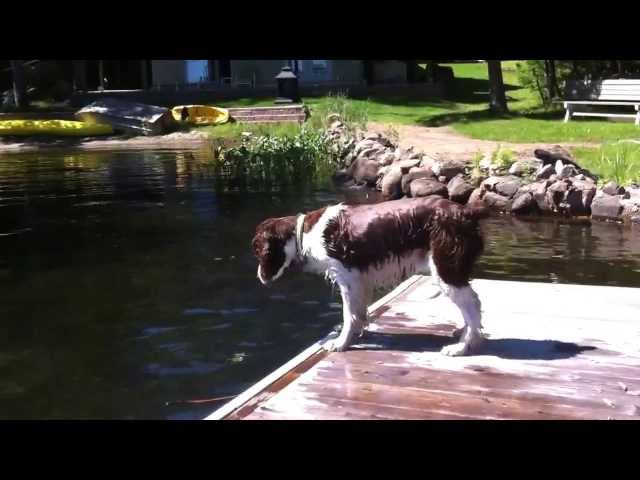Hilarious Springer Spaniel loses his stick in the water.