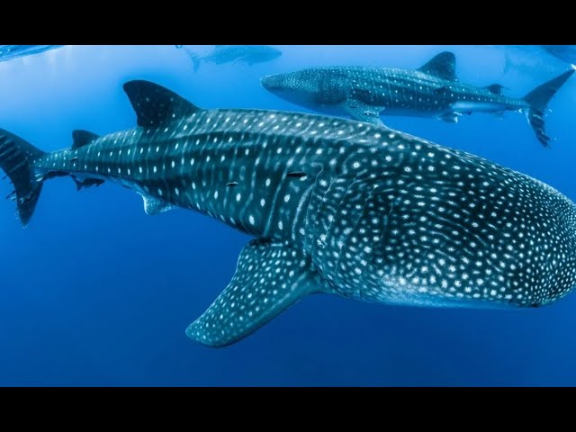Georgia Aquarium Whale Shark