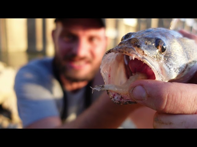 This Bait Catches every Fish in the Ohio River