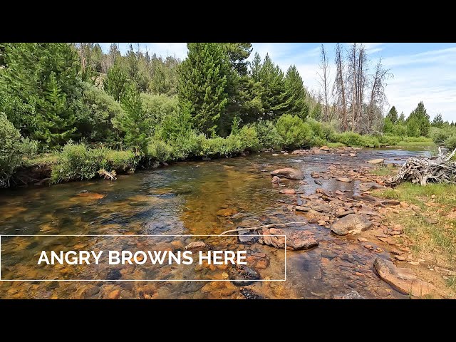 ANGRY browns and miles of uncrowded water!  I dig Wyoming. p2