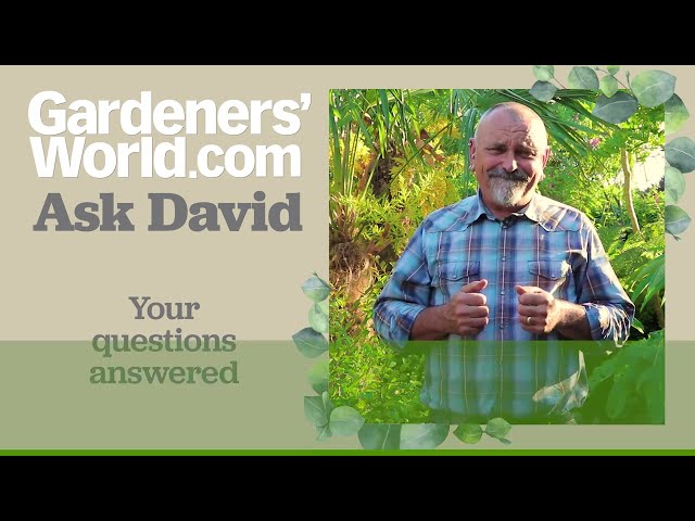 Ask David - Episode 9