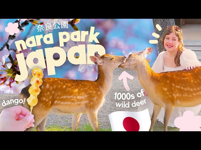 THE MOST MAGICAL PLACE IN JAPAN? 🦌🇯🇵 Seeing THOUSANDS of Wild Roaming Deer Park in Nara Park, Japan!
