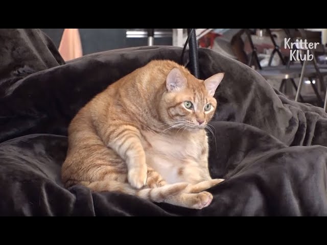 A Very Fat Cat That Has No Interest In Any Snacks (Part 1) | Kritter Klub