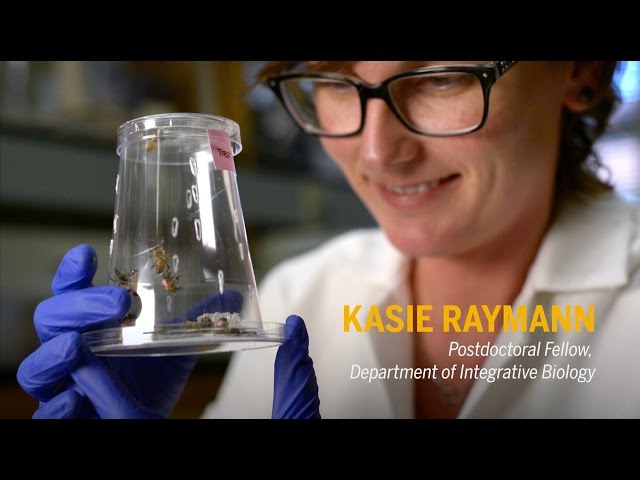 In the lab: Bees & Antibiotic Research