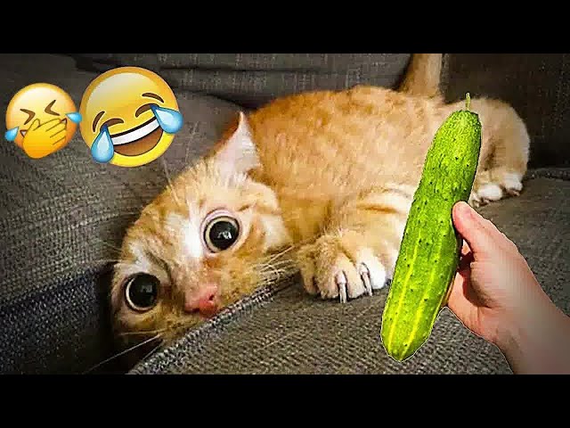 🙀🤣 New Funny Cats and Dogs Videos 😂🙀 Funny Animal Videos 2024 #18