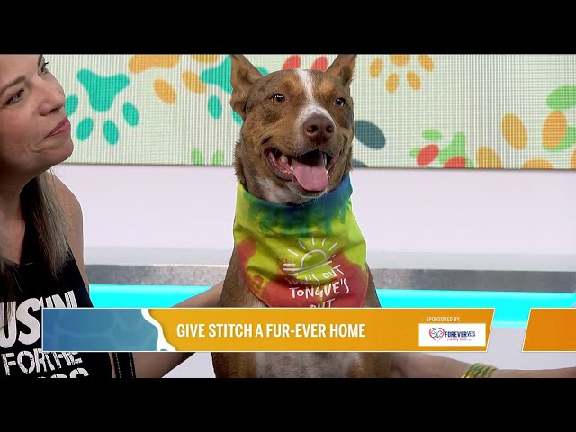 Pawsing For Pets | Help Stitch find a furever home