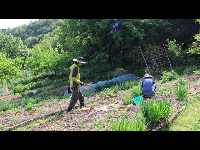 I’m really glad I moved to the countryside~/ Daily Life in the Countryside of Korea~!!
