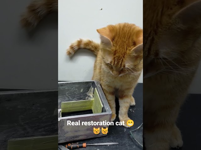 Real restoration cat, Lucy 😁😽😽 #shorts